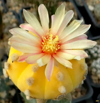Astrophytum asterias var. nudum f. aurea