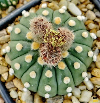 Astrophytum asterias cv. Thirteen ribs
