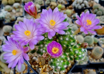 Mammillaria saboae subs. roczekii