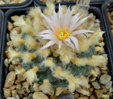Lophophora diffusa var. koehresii