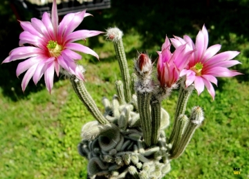 Echinocereus poselgeri f. cristata