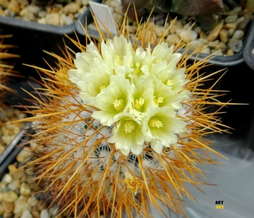 Stenocactus albatus