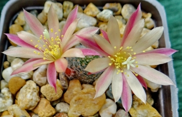 Rebutia cv. sunrise
