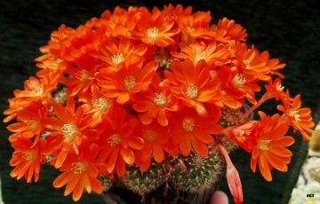 Rebutia pulchella
