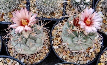 Coryphantha poselgeriana