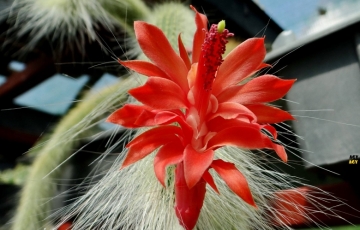 Cleistocactus winteri subs. colademononis