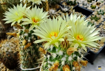 Coryphantha clava