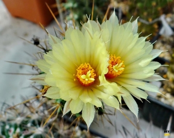 Coryphantha clava