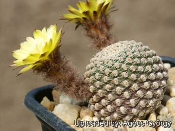 Lobivia famatimensis var. jachalensis