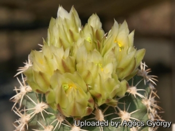 Sclerocactus mesae-verdae