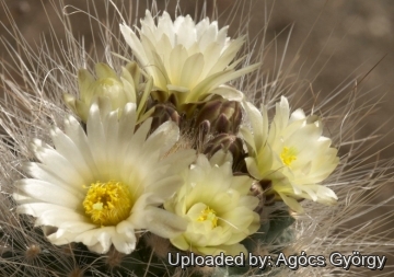 Pediocactus paradinei
