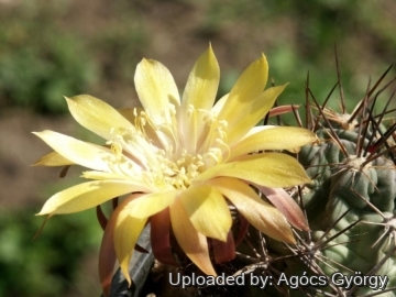Lobivia pugionacantha var. culpinensis