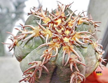 Gymnocalycium spegazzinii var. unguispinum