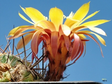 Lobivia pugionacantha var. culpinensis