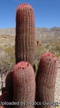 Ferocactus pilosus