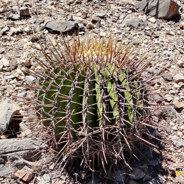 Echinocactus platyacanthus