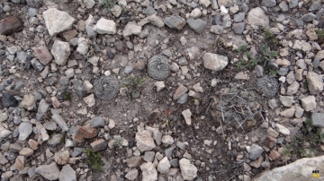 Pelecyphora strobiliformis