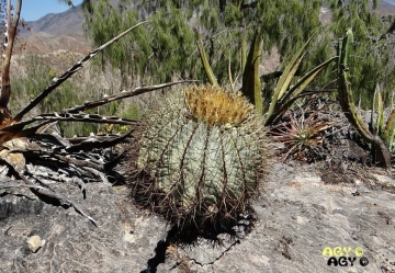 Ferocactus glaucescens