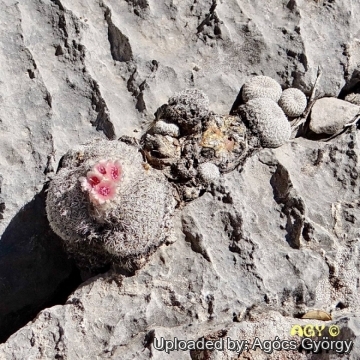 Epithelantha micromeris