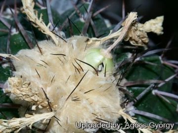 Discocactus crystallophilus