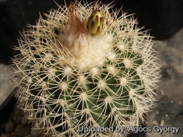 Discocactus zehntneri subs. boomianus