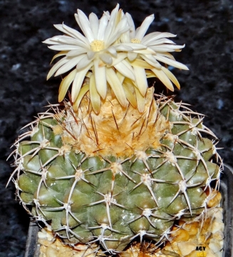 Discocactus mamillosus