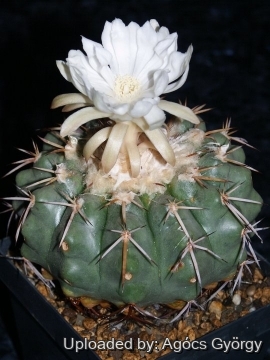 Discocactus griseus
