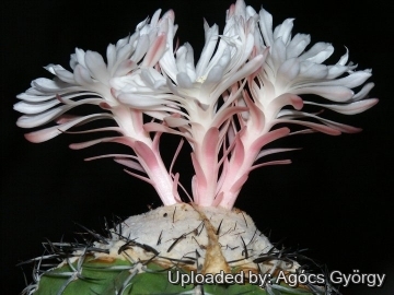 Discocactus placentiformis var. minor-horridulus