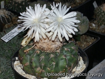 Discocactus placentiformis