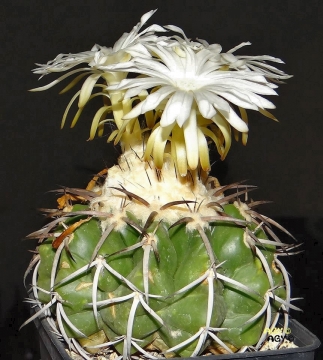 Discocactus pulvinicapitatus