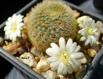 Rebutia fiebrigii var. azurduyensis