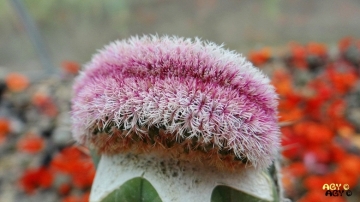 Echinocereus rigidissimus f. cristata