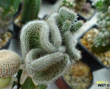 Echinocereus poselgeri f. cristata