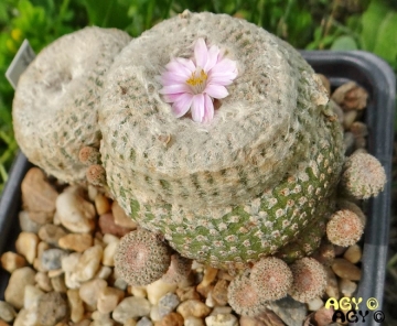 Yavia cryptocarpa