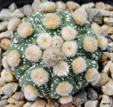 Astrophytum asterias cv. Ooibo Kabuto