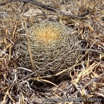 Coryphantha retusa