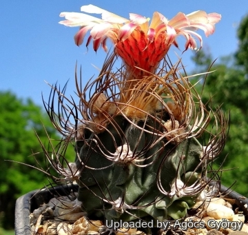 Astrophytum capricorne subs. senile cv. Rosa