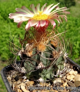 Astrophytum capricorne subs. senile cv. Rosa