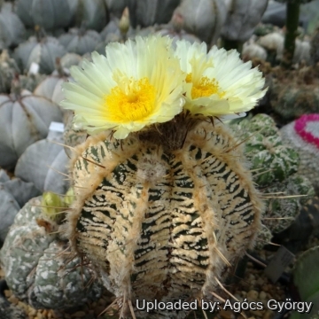 Astrophytum ornatum cv. Fukuryu Hania