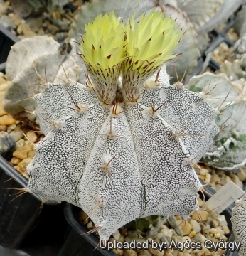 Astrophytum hybrid OR-ONZ (A. ornatum x A. myriostigma cv. onzuka)