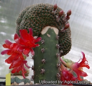 Rebutia heliosa var. condorensis f. cristata