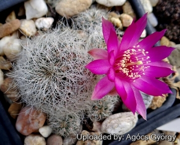 Sulcorebutia hertusii