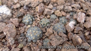 Mammillaria theresae