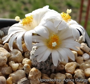 Turbinicarpus valdezianus var. albiflorus
