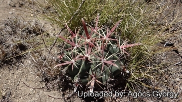Ferocactus latispinus