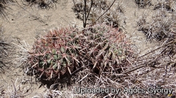 Ferocactus latispinus