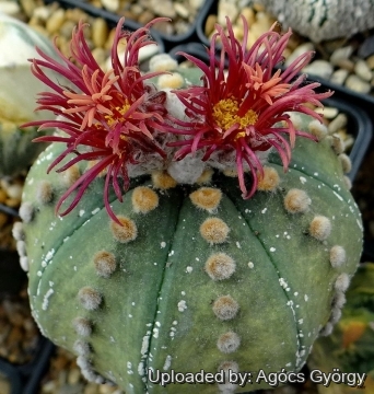 Astrophytum asterias cv. Showa Red