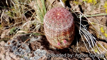 Echinocereus rigidissimus