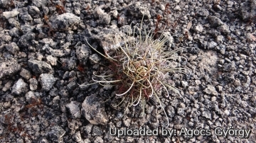 Sclerocactus uncinatus