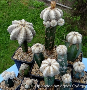 Astrophytum asterias cv. Alpus